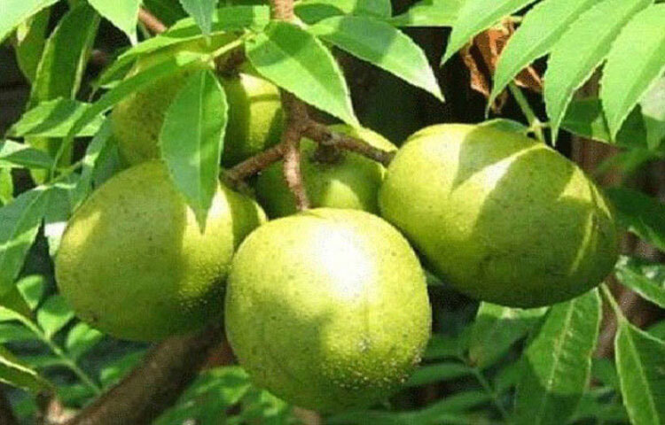 ত্বক ও চুলের যত্নে সহায়ক: আমড়ায় অ্যান্টিঅক্সিডেন্ট আছে যা ত্বককে সতেজ রাখে, বার্ধক্য বিলম্বিত করে এবং চুল পড়া রোধে সাহায্য করে। এতে থাকা ভিটামিন ও মিনারেল ত্বককে উজ্জ্বল ও সুস্থ রাখতে কার্যকর ভূমিকা রাখে।