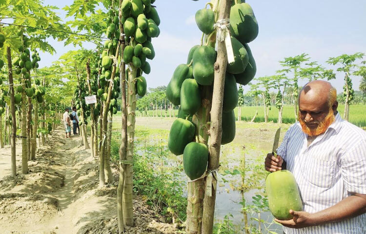 পেঁপে চাষের পাশাপাশি বাগানের মাঝেই করেছেন মাছের ঘের। সেখানে পাঙাশ, রুই, কাতলাসহ বিভিন্ন প্রজাতির মাছ চাষ করেছেন।