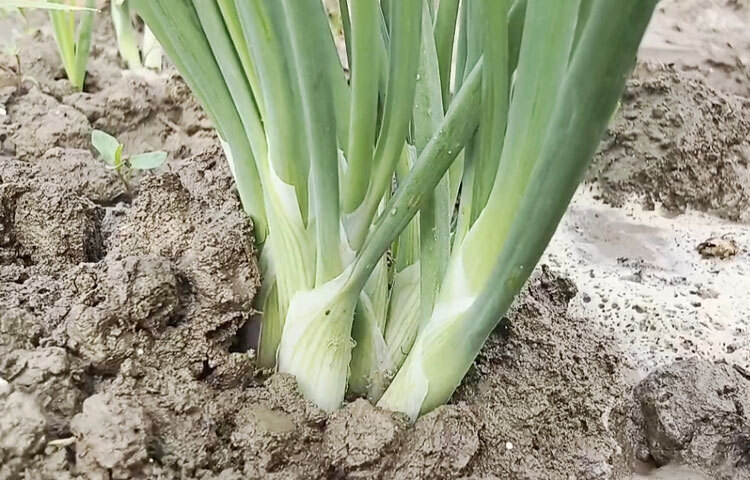 এবার মৌসুমে ৫ হাজার ২৮৫ হেক্টর জমিতে মুড়িকাটা পেঁয়াজ আবাদের লক্ষ্যমাত্রা ধরা হয়েছে। এর মধ্যে সাড়ে ৩ হাজারের বেশি হেক্টর জমিতে আবাদ সম্পন্ন হয়েছে। উৎপাদনের লক্ষ্যমাত্রা ধরা হয়েছে ৮৩ হাজার মেট্রিক টন।