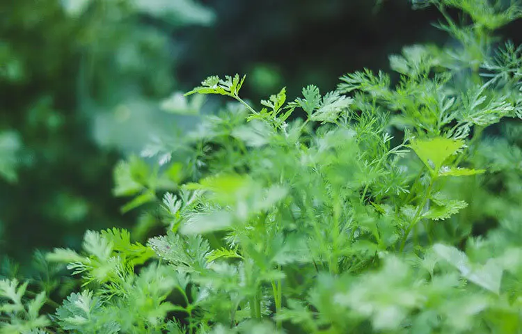 ধনেপাতা রক্তে শর্করার মাত্রা নিয়ন্ত্রণে রাখতে সাহায্য করে বলে বিশেষজ্ঞদের অভিমত। একই সঙ্গে এটি খারাপ কোলেস্টেরলের মাত্রা কমিয়ে হৃদ্‌স্বাস্থ্যের ঝুঁকি হ্রাস করে।