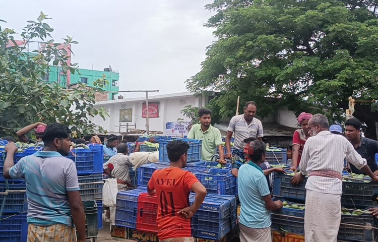 জানা গেছে, আমের ফলন কম ও পরিপক্ব না হওয়ায় এখনো জমে ওঠেনি বাজার। ছবি: সাখাওয়াত হোসেন