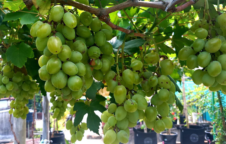 তার বাগানে বাইকুনুর, আত্তিকা, প্লামিনকো, ডিক্সন, ডাশুনিয়া, গুরি, গ্রিন লং, লোরাস, একাডেমিক, ট্রান্সফিগারেশন, দোভস্কি পিংক, ফ্লেম সিডলেস, লিচি ফ্লেভার প্রভৃতি জাতের আঙুর আছে। তিনি এসব গাছ সংগ্রহ করেছেন আমেরিকা, ইউক্রেন, জাপান, চীন ও ভারত থেকে। ছবি: এম মাঈন উদ্দিন