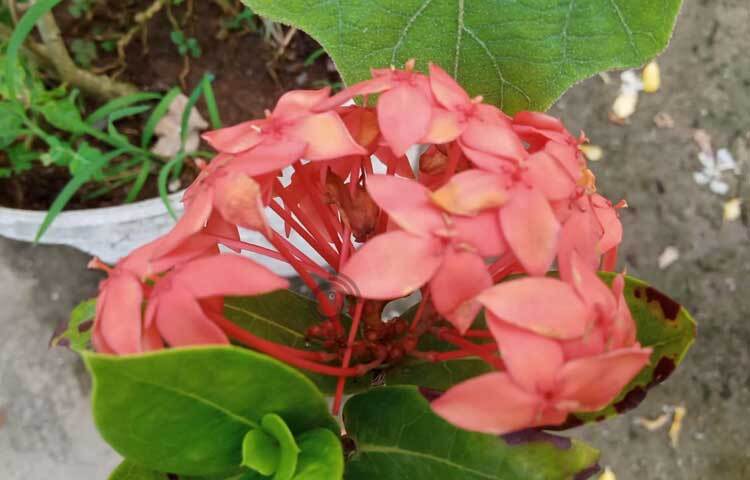 বাগানে ফুটে আছে নানারকম ফুল। ছবি: মামুনূর রহমান হৃদয়