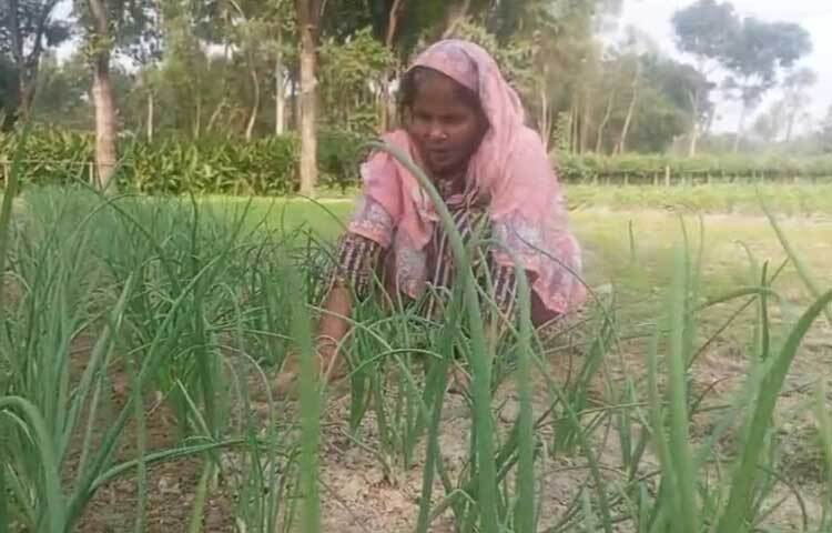 জেলা কৃষি সম্প্রসারণ অধিদপ্তর জানায়, প্রতি বছর গাইবান্ধায় উৎপাদিত সবজি জেলার চাহিদা পূরণ করে রাজধানীসহ দেশের বিভিন্ন জায়গার চাহিদা পূরণ করে থাকে। চলতি মৌসুমে জেলায় ৬ হাজার ৯৪৭ হেক্টর জমিতে শাক-সবজি চাষের লক্ষ্যমাত্রা নির্ধারণ করা হয়েছে। বর্ষা মৌসুম কেটে যাওয়ায় কৃষকেরা ক্ষতি পুষিয়ে নিতে শীতকালীন সবজি চাষ শুরু করেছেন।
