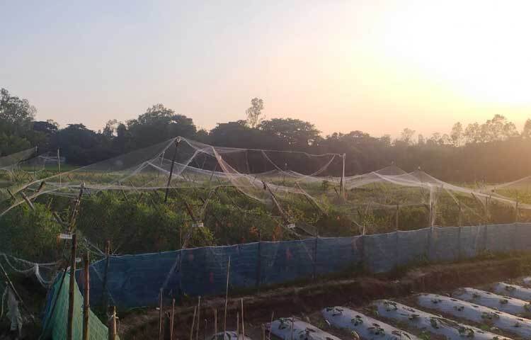 তরমুজ ও শসা গাছে ফলন আসতে শুরু করেছে। এরই মধ্যে শসা বাজারজাত শুরু করেছে। চলতি মাসের শেষদিকে তরমুজ বাজারজাত করতে পারবেন বলে আশা করছেন তিনি।