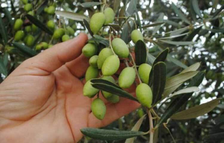 জলপাইয়ের অ্যান্টিঅক্সিডেন্ট রক্তে কোলেস্টেরলের মাত্রা কমায়। যখন কোনো মানুষের রক্তে ক্ষতিকর মুক্ত কণিকা (ফ্রি র‌্যাডিকেল) ও কোলেস্টেরলের মাত্রা বেড়ে যায়, তখন হার্ট অ্যাটাকের ঝুঁকি বেশি থাকে। ফলে জলপাইয়ের তেল হার্ট অ্যাটাকের ঝুঁকি কমায়।