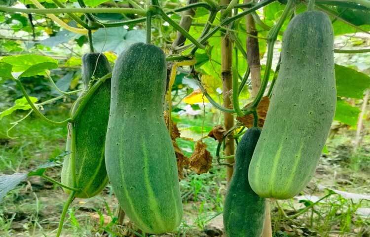 কৃষকেরা তাদের জমির শসা তুলে পাইকারদের মাধ্যমে সরবরাহ করছেন ঢাকা, চট্টগ্রামসহ দেশের বিভিন্ন অঞ্চলে।