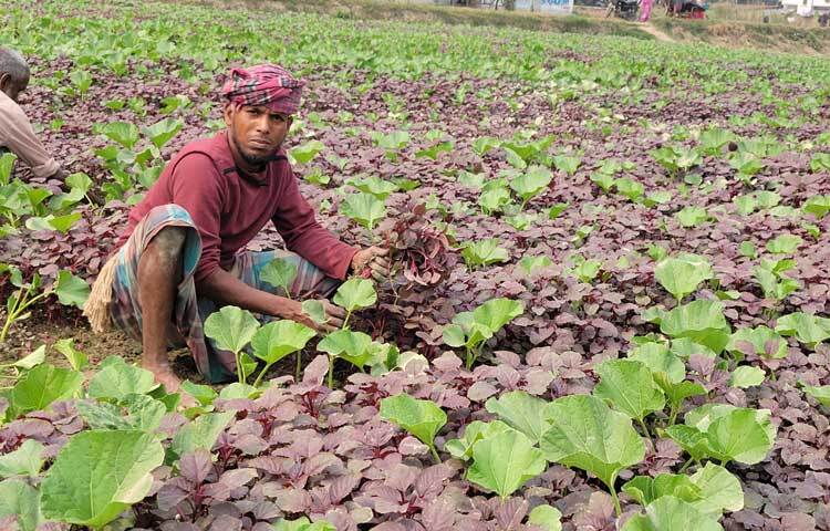 তিনিও এ মৌসুমে ৪টি ক্ষেতের ১৫০ শতাংশ জমি লিজে নিয়ে কুমড়াশাক, পালংশাক, লালশাক এবং কলমিশাক রোপণ করেছেন।