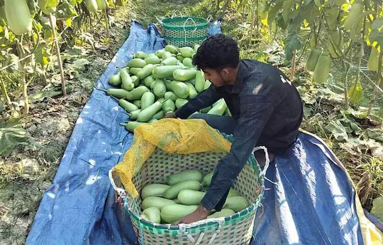 আবু জাফর বলেন, ‘উপজেলা কৃষি অফিস থেকে উচ্চ ফলনশীল বারি-১২ জাতের বেগুন সংগ্রহ করে চাষ করেছি। উপজেলায় এর আগে কেউ এ বেগুন চাষ করেননি। আমিই প্রথমবারের মতো উচ্চ ফলনশীল বেগুন চাষ করেছি।’