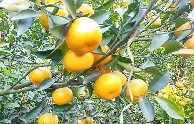 লালমনিরহাটের হাতীবান্ধা উপজেলার বড়খাতা পশ্চিম সারডুবী গ্রামে সমতল ভূমিতে চায়না জাতের কমলা চাষ করে সফল হয়েছেন খলিলুর রহমান। তার কমলা বাগান দেখতে প্রতিদিনই পার্শ্ববর্তী উপজেলাসহ বিভিন্ন স্থান থেকে আসছেন নানা বয়সী মানুষ।