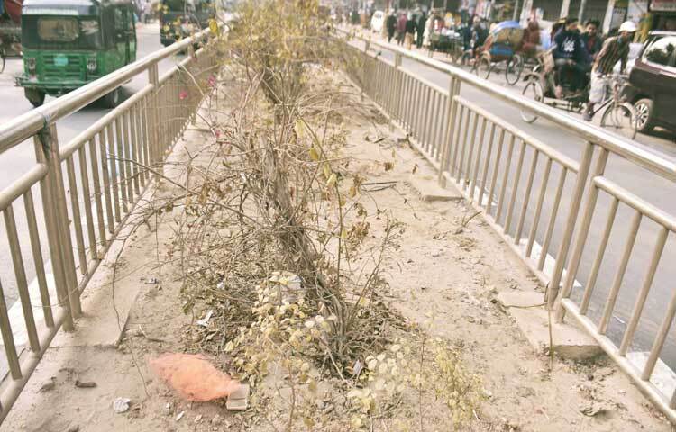 রাজধানীর বিভিন্ন সড়ক বিভাজনে লাগানো হয়েছে গাছ।