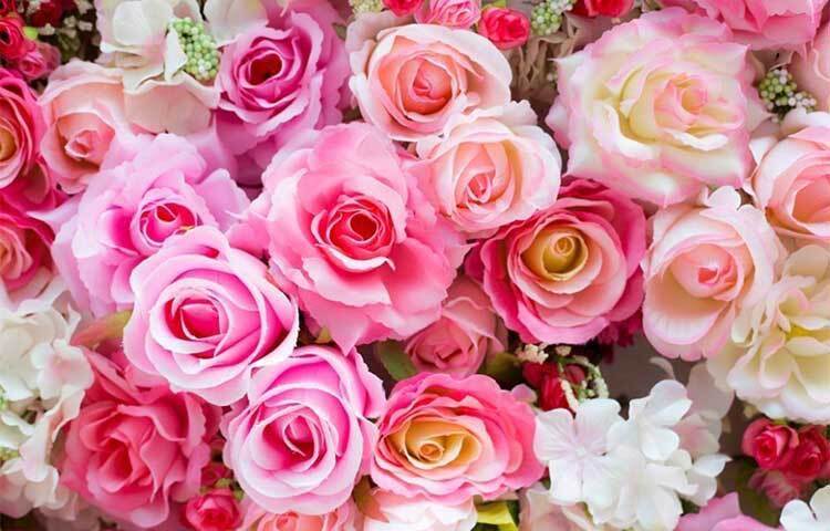 গোলাপি রঙের গোলাপও বেশ জনপ্রিয়। কারও প্রশংসার স্মারক হিসেবে আপনি এই রঙের গোলাপ উপহার দিতে পারেন।