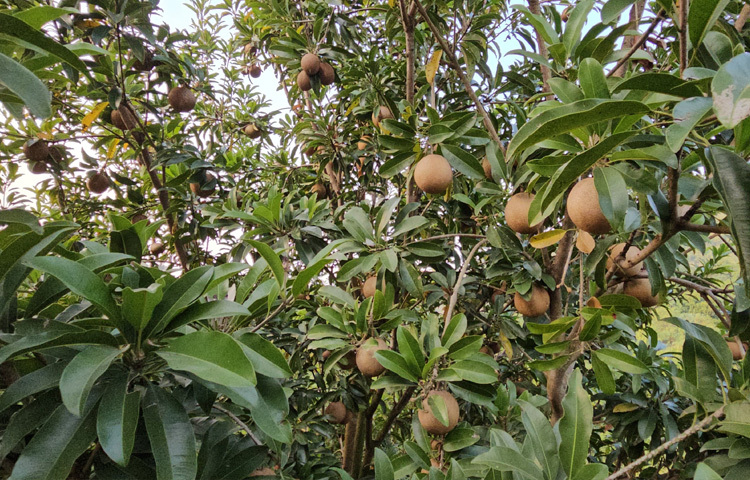 ২০২২ সাল থেকে গাছে ফলন আসতে শুরু করেছে। আগামীতে তিনি চাষের পরিধি আরও বাড়ানোর পাশাপাশি চারাও বাজারজাত করার সিদ্ধান্ত নিয়েছেন।