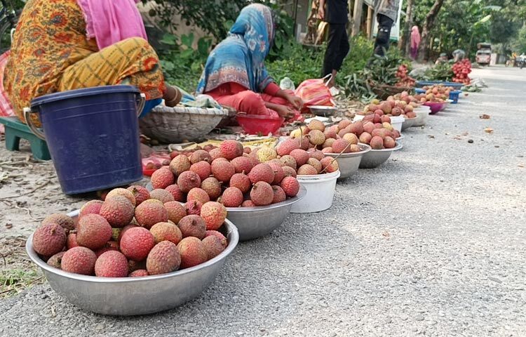বাগান থেকে কুড়িয়ে পাওয়া লিচু বিক্রিতে মেতেছে দিনাজপুরের শিশুরা। তাদের সহযোগিতা করছেন মা, বোন কিংবা দাদি। রাস্তার ধারে এই দৃশ্য দেখে যে কোনো মানুষের মনে হবে লিচু উৎসব চলছে। দিনাজপুরের বিভিন্ন উপজেলায় রাস্তার ধারের এমন দৃশ্য এখন প্রতিদিনের। শিক্ষাপ্রতিষ্ঠান ছুটি থাকায় অন্যান্য বারের চেয়ে এবার শিশুরা বেশি আগ্রহী এই কাজে। ছবি: জাগো নিউজ