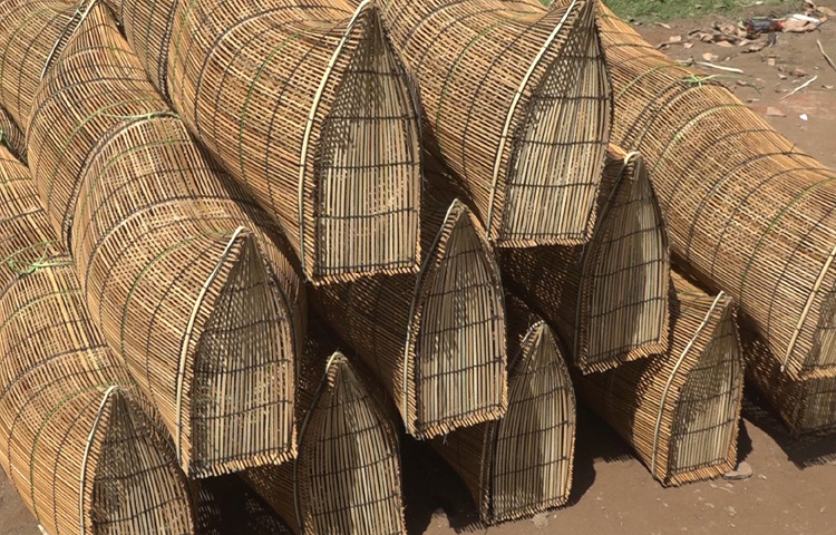 বর্ষার এই মৌসুমে পিরোজপুরে কয়েকশো পরিবারের জীবিকা জড়িয়ে আছে মাছ ধরার ফাঁদ চাঁইয়ের সঙ্গে। প্রত্যেক পরিবার প্রতিটি মৌসুমে প্রায় দুই লাখ টাকা আয় করে থাকে। কিন্তু দাম বৃদ্ধির চাপ ও কম দাম পাওয়ায় তাদের ভবিষ্যৎ অনিশ্চিত হয়ে পড়ছে।