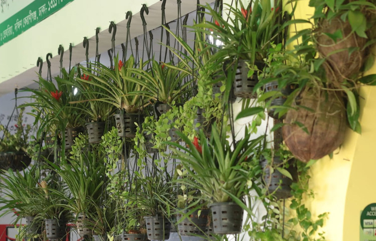 ঘরের কোণে, জানালার পাশে কিংবা বারান্দার ঝুলন্ত কোনে-এই গাছগুলো শুধু চোখে শান্তি দেয় না, ঘরের বাতাসও রাখে পরিষ্কার ও সতেজ।