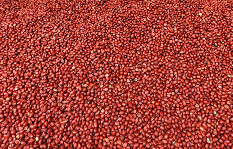 দেশি জাতের বাদাম চাষে আগ্রহ কমে যাওয়ায় ভবিষ্যতে এর প্রাপ্যতা আরও কমে যেতে পারে। অথচ শহরের মাঝখানে এমন একটি ছোট উদ্যোগই প্রমাণ করে, মানুষ এখনো দেশি খাবারের প্রতি আকৃষ্ট। প্রয়োজন শুধু উদ্যোগ ও সংরক্ষণের। কৃষকদের দেশি জাতের চাষে উৎসাহ দেওয়া গেলে, বাজারে এর সরবরাহ বাড়ানো সম্ভব।