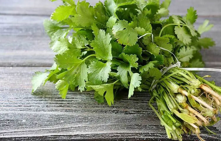 অ্যান্টিঅক্সিডেন্টসমৃদ্ধ ধনেপাতা ত্বকের কোষ ক্ষয় রোধ করে এবং ত্বক উজ্জ্বল রাখতে সহায়তা করে। নিয়মিত খেলে ব্রণ ও ত্বকের প্রদাহ কমতে পারে। পাশাপাশি এতে থাকা পুষ্টি উপাদান চুলের গোড়া শক্ত করে এবং চুল পড়া কমাতে সাহায্য করে।