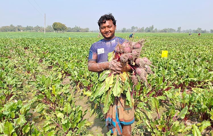 আলু চাষ করে বার বার লোকসানে পড়ে কৃষকরা যখন হতাশ। ঠিক সেই মুহূর্তে নতুন সবজি ‘বিটরুট’ স্বপ্ন দেখাচ্ছে জয়পুরহাটের কৃষকদের। এবারই প্রথম বিটরুট চাষ করে বিঘা প্রতি লাখ টাকারও বেশি লাভ করেছেন ক্ষেতলাল উপজেলার উত্তর হাটশহর গ্রামের কর্ণপাড়া গ্রামের কয়েকজন প্রান্তিক কৃষক। ছবি: জাগো নিউজ