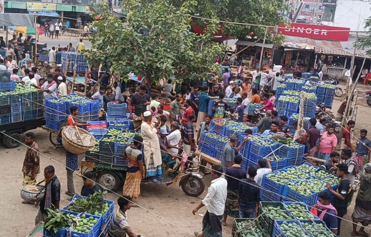 হাট ইজারাদাররা বলছেন, এবার কখন বাজার জমে উঠবে বলা মুসকিল। করাণ এবার আমের ফলন কম। ছবি: সাখাওয়াত হোসেন