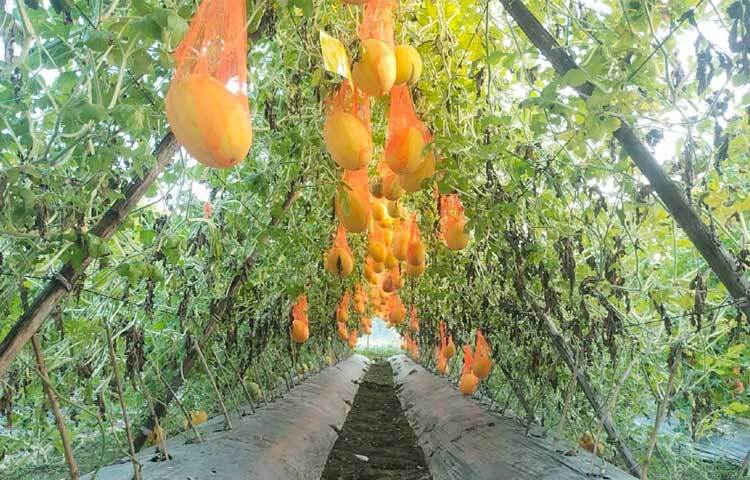 দুই লাখ টাকা লোকসানে পড়ে ও দমে যায়নি ইকবাল। স্থানীয় এনজিও ও আত্মীয় স্বজনদের থেকে ধার দেনা করে বন্যার পানি কমে যাওয়ার সাথে সাথে জৈবসার ও কোকফিড মিশ্রণে সিডলিং ট্রেতে চারা প্রস্তুত করে বেডগুলোতে তরমুজ, রকমেলন ও শসা আবাদ করে পুনরায় আশায় বুক বেঁধেছেন তিনি।