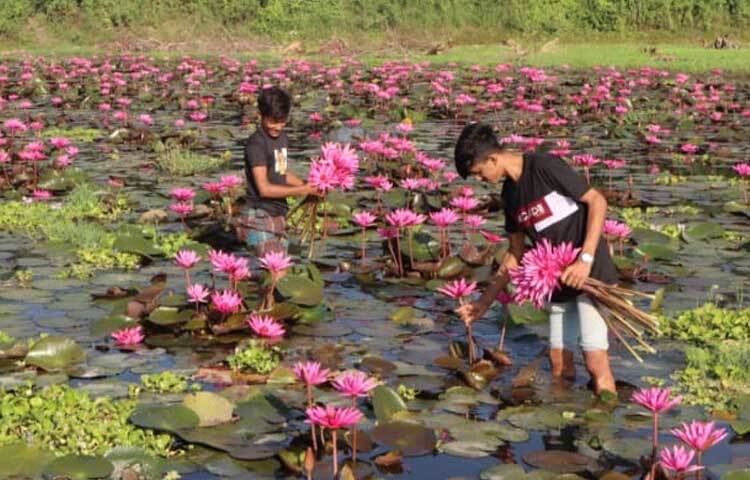 প্রকৃতির অপরূপ এ দৃশ্যটি ক্যামেরায় বন্দি করতে দর্শনার্থীদের অনেকেই গ্রামীণ রাস্তায় দাঁড়িয়ে ছবি তুলছেন। আবার কেউ কাদা মাড়িয়ে শাপলার ফুল জড়িয়ে ছবি তুলতে নেমে পড়ছেন পানিতে।
