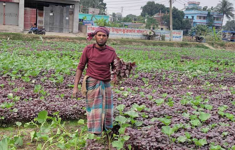 এবার ৯০ শতাংশ জমিতে রোপণ করেছেন লালশাক, লাউশাক আর মুলাশাক। তার রোপণকৃত ফসলে ছেয়ে গেছে কৃষিজমি।