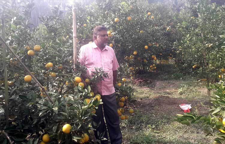 মণিরামপুর উপজেলা কৃষি কর্মকর্তা ঋতুরাজ সরকার বলেন, ‘মণিরামপুরে মাল্টা চাষের উদ্যোগ অত্যন্ত ইতিবাচক। আব্দুল করিম এই মাল্টা চাষে দৃষ্টান্ত স্থাপন করেছেন। তার ফলন দেখে আশপাশের এলাকার অনেকেই মাল্টা চাষে উদ্বুদ্ধ হচ্ছেন। কৃষি বিভাগও তাকে সব ধরনের সহযোগিতা করছে।’