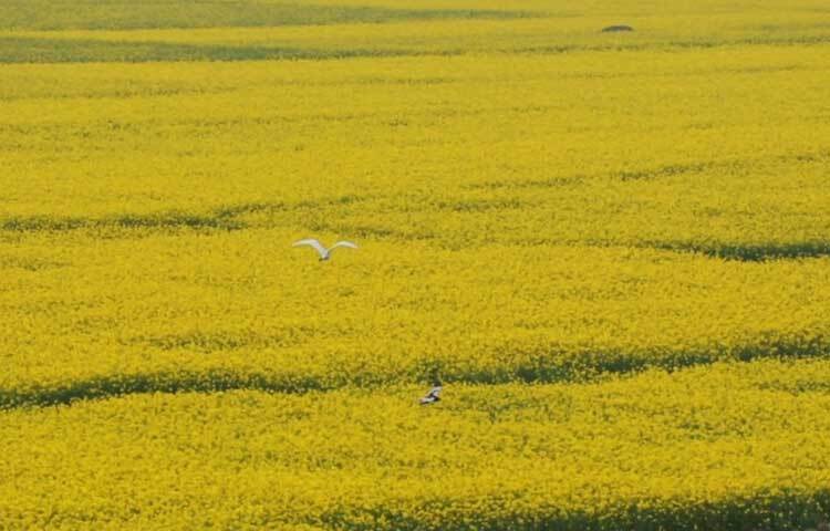 মাছ শিকার শেষে হলুদ সরোবরে সাদা শুভ্র বকের ডানা মেলে উড়ে বেড়ানো।