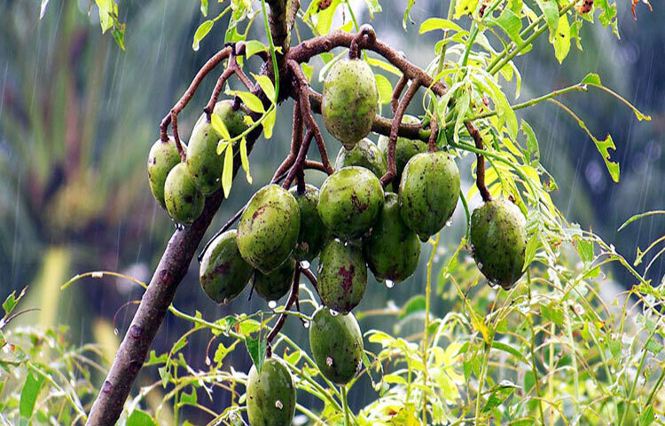 ওজন কমাতে সহায়ক: আমড়া ক্যালরিতে কম এবং আঁশে সমৃদ্ধ। তাই এটি খেলে দীর্ঘক্ষণ পেট ভরা থাকে। যারা ওজন নিয়ন্ত্রণ করতে চান, তাদের জন্য আমড়া একটি স্বাস্থ্যকর খাবার।