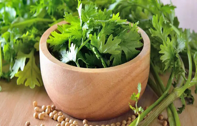 ধনেপাতায় থাকা অ্যান্টিব্যাকটেরিয়াল ও অ্যান্টি-ইনফ্লেমেটরি উপাদান শরীরকে বিভিন্ন সংক্রমণ থেকে রক্ষা করতে সহায়তা করে। মৌসুমি অসুখ-বিসুখ প্রতিরোধে ধনেপাতার ভূমিকা গুরুত্বপূর্ণ।