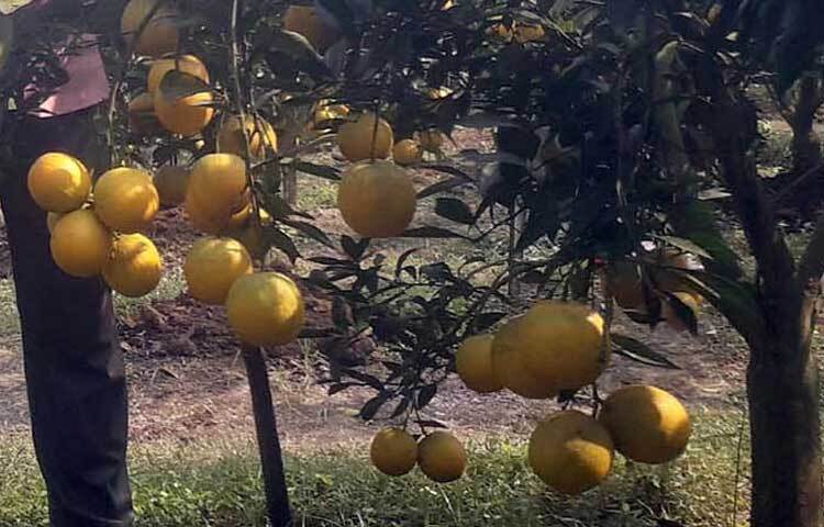 থোকায় থোকায় ঝুলে আছে হলুদ মাল্টা।