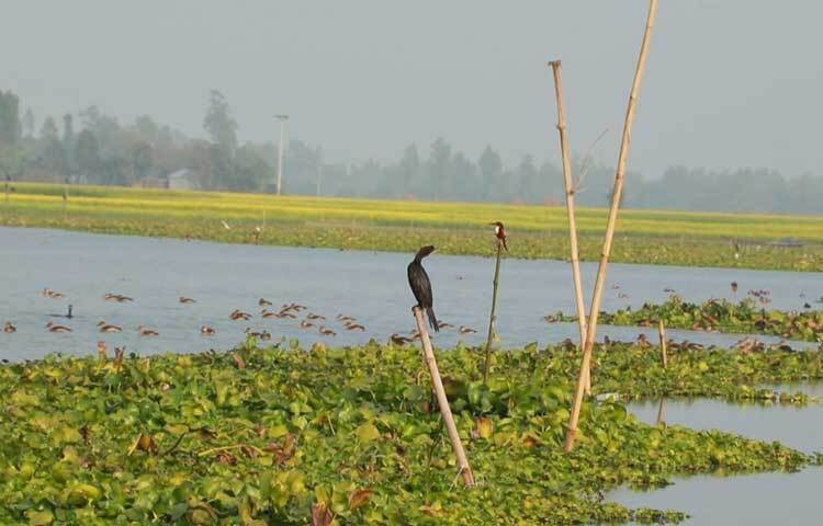 প্রকৃতির রঙিন সাজে চোখ ধাঁধানো সৌন্দর্যের হাতছানিতে দূর দূরান্ত থেকে আসছেন দর্শনার্থীরা।