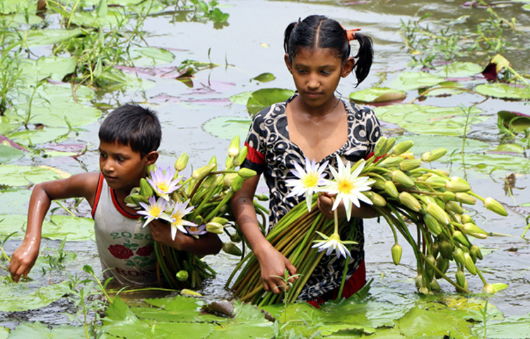 শাপলা আমাদের শিকড়, আমাদের নরম স্বপ্ন।
