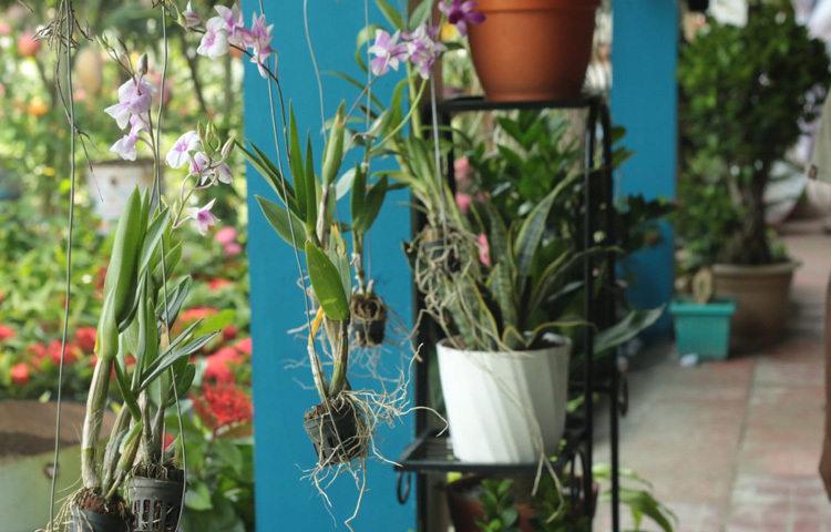 এই মেলায় শুধু গাছ নয়, গাছ ঘিরে মানুষ যে কতটা ভালোবাসা ও রুচি নিয়ে ভাবতে পারে তারই এক অনুপম প্রতিচ্ছবি হয়ে উঠেছে ইনডোর প্ল্যান্টের এই গ্যালারি।