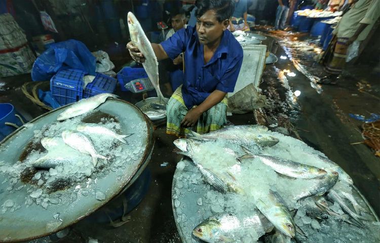 বড় সাইজের, অর্থাৎ ১ কেজির বেশি ওজনের ইলিশ বিক্রি হচ্ছে কেজিপ্রতি ২ হাজার ২০০ থেকে ২ হাজার ৩০০ টাকায়। আরও বড়, অর্থাৎ দেড় কেজির বেশি ওজনের ইলিশের দাম ছুঁয়েছে কেজিপ্রতি ৩ হাজার টাকা।