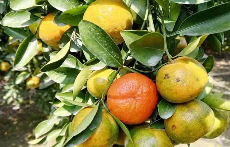 কমলা প্রাকৃতিক চিনি হলেও এর গ্লাইসেমিক ইনডেক্স তুলনামূলক কম। তাই পরিমিত পরিমাণে কমলা খাওয়া ডায়াবেটিস রোগীদের জন্য সাধারণত নিরাপদ। তবে অতিরিক্ত কমলার রস পান করা এড়িয়ে চলাই ভালো।