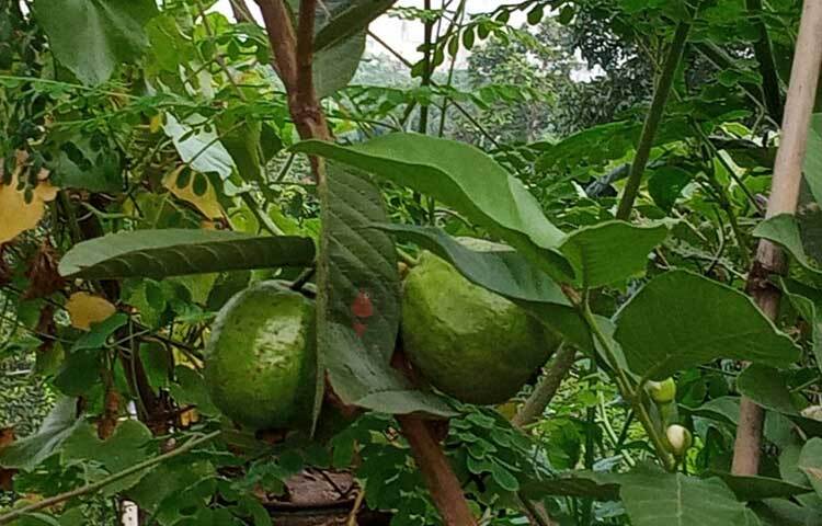 গাছে সোভা পাচ্ছে পেয়ারা। ছবি: মামুনূর রহমান হৃদয়