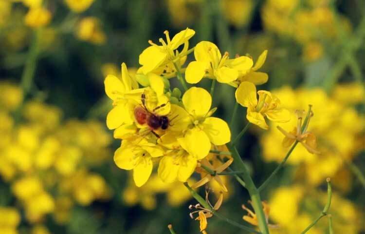 দিগন্ত বিস্তৃত হলুদের সমারোহে মৌমাছি আর হাজারো পাখির কলতান।