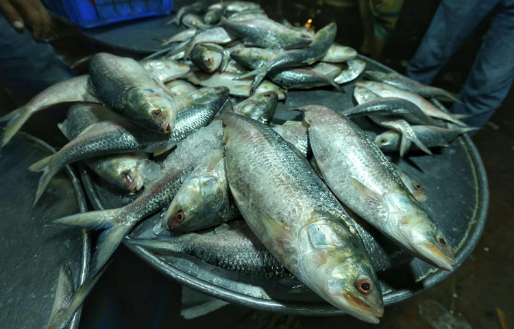 মৌসুমে ইলিশের স্বাদে ভোজনরসিক বাঙালির ভাতের থালায় ঝোল-ঝাল বা ভাজা ইলিশের গন্ধ ছড়ানোর স্বপ্ন এখন অনেকের জন্যই বিলাসিতা হয়ে দাঁড়িয়েছে। তবে জেলেরা আশাবাদী মৌসুমের শেষভাগে নদীতে ইলিশের প্রাচুর্য বাড়লে হয়তো দাম কিছুটা কমতে পারে। আর ততদিন পর্যন্ত ক্রেতাদের জন্য ইলিশের স্বাদ হয়তো শুধু কল্পনাতেই সীমাবদ্ধ থাকবে।