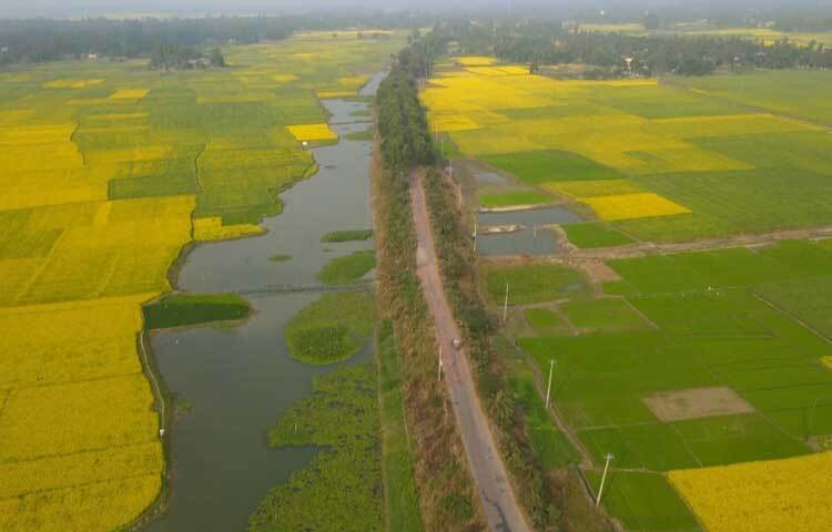 অবারিত সৌন্দর্যের নয়নাভিরাম সাজে চলনবিলে যেন চলছে গায়ে হলুদের উৎসব।