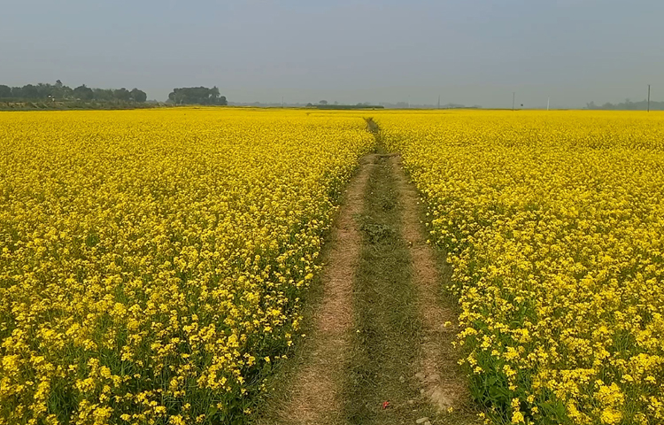 এদিকে সরিয়া চাষে খরচের তুলনায় লাভ বেশি হওয়ায় এ বছর বেড়েছে আবাদ। জেলার কালুখালীর রতনদিয়া মুড়ারিখোলা, হরিণবাড়ীয়াসহ প্রতিটি উপজেলার ফসলের মাঠে এখন শোভা পাচ্ছে সরিষা ফুল।  ছবি: রুবেলুর রহমান