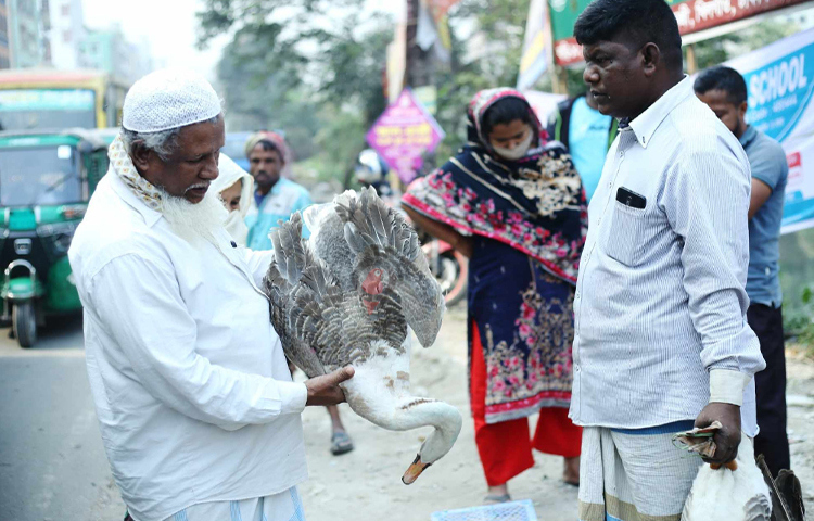 অন্যদিকে রাজহাঁস বিক্রি হচ্ছে ২৩০০ থেকে ২৫০০ টাকায়। ছবি: মাহবুব আলম