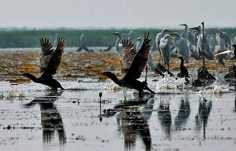 কখনো জলকেলি আবার কখনো ডানা ঝাপটে উড়ে বেড়ানোর দৃশ্য। ভোর থেকে সন্ধ্যা অবধি চলতে থাকে পাখিদের এমন দুষ্টুমিতে মেতে থাকা। ছবি: মামুনূর রহমান হৃদয়