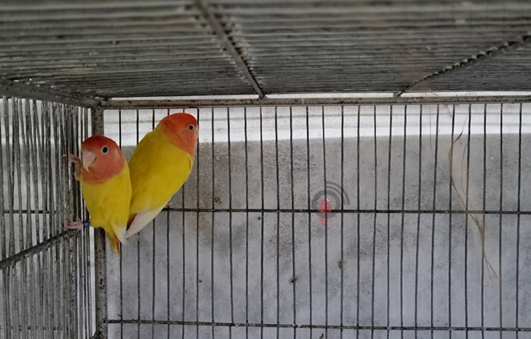 তিনি এখন পর্যন্ত বাণিজ্যিকভাবে বিক্রি শুরু না করলেও কিছু কিছু সৌখিন পাখি প্রেমীদের কাছে লাভবার্ডসগুলো বিক্রি শুরু করছেন। কয়েক বছরের মধ্যে তার এই খামার থেকে লাখ টাকা আয়ের সম্ভাবনা রয়েছে। ছবি: বিধান মজুমদার অনি