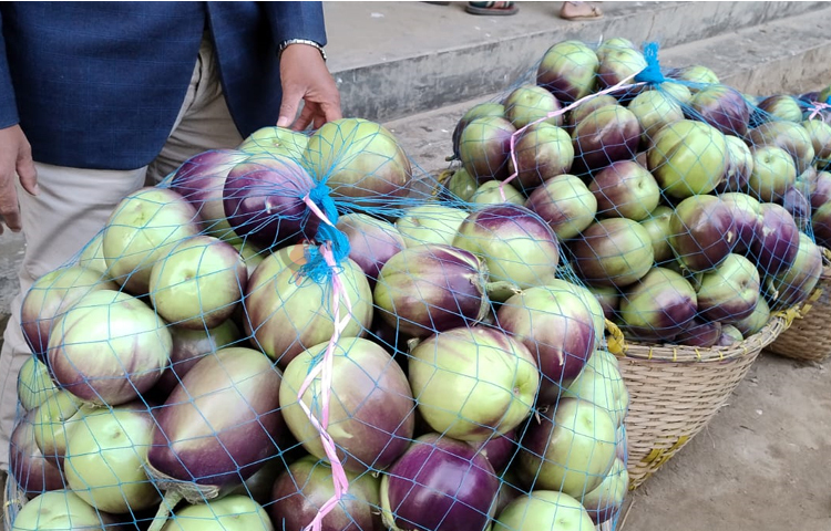 উপজেলার  জোরারগঞ্জ, দুর্গাপুর, মিরসরাই সদর ও খৈয়াছড়া ইউনিয়নে বেশি বেগুন আবাদ হয়েছে। গত একমাস ধরে বাজারে বিক্রি হচ্ছে এখানকার উৎপাদিত বেগুন। এখনো পর্যন্ত দাম ভালো পাওয়ায় কৃষকেরা খুশি।  ছবি: এম মাঈন উদ্দিন