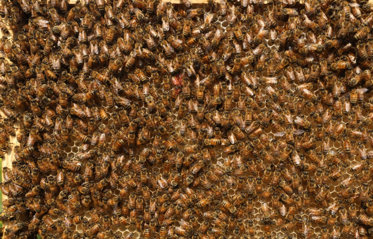 এক কেজি খাঁটি মধু এখানে বিক্রি হচ্ছে ৫০০ টাকায়। এই মধুতে কোনো প্রকার ভেজাল নেই বলে জানিয়েছেন মৌ-চাষিরা। ছবি: মাহবুব আলম