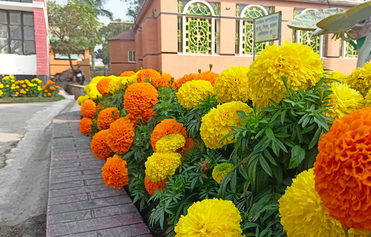 এবছরও জেলা পুলিশ সুপার মাহবুবুল আলম যশোর থেকে ৩ প্রজাতির ২ হাজার গাঁদা ফুলের চারা রোপণ করেন। এর মধ্যে রয়েছে লাল, কমলা ও হলুদ। ছবি: বিধান মজুমদার অনি