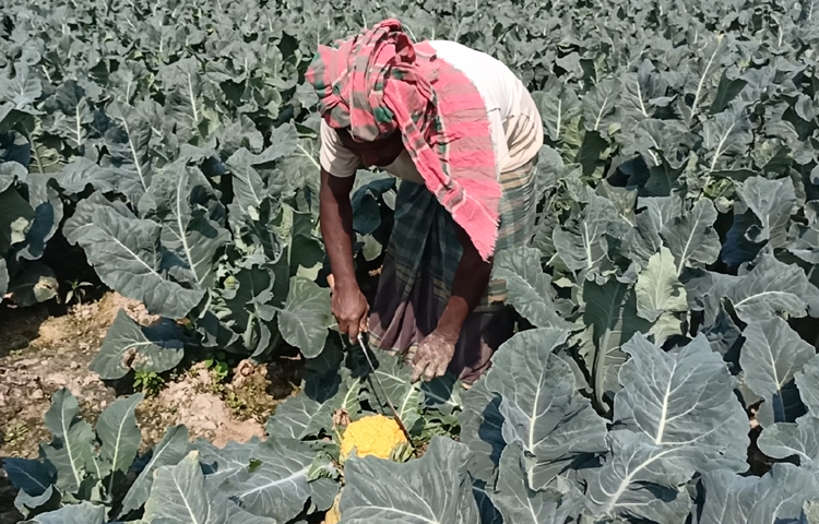 জেলা কৃষি সম্প্রসারণ অধিদপ্তর সূত্রে জানা যায়, গত অর্থবছরে শরীয়তপুরের জাজিরা উপজেলায় ১ হেক্টর জমিতে সাদা রঙের ফুলকপির পাশাপাশি পরীক্ষামূলকভাবে রঙিন ফুলকপির চাষ করা হয়। রঙিন ফুলকপি চাষে সফলতার মুখ দেখায় চলতি অর্থবছরে জাজিরা উপজেলার পাশাপাশি সদর উপজেলা মিলিয়ে দেড় হেক্টর জমিতে বাণিজ্যিকভাবে দুই জাতের ফুলকপির আবাদ করে স্থানীয় কৃষকরা। ছবি: বিধান মজুমদার অনি