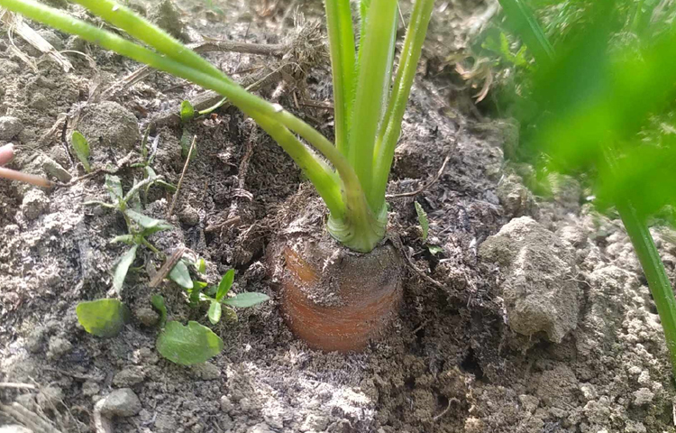 স্থানীয়রা জানান, এই প্রথম গাজর চাষ হয়েছে এ এলাকায়। গাজরের বাগান দেখতে অনেক সুন্দর। এলাকার অনেক চাষি গাজর চাষে আগ্রহ দেখাচ্ছেন। ছবি: এম মাঈন উদ্দিন